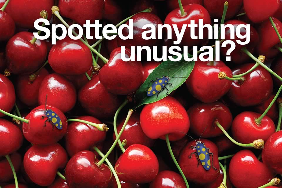 Cherry postcard - Spotted anything unusual? (medium)